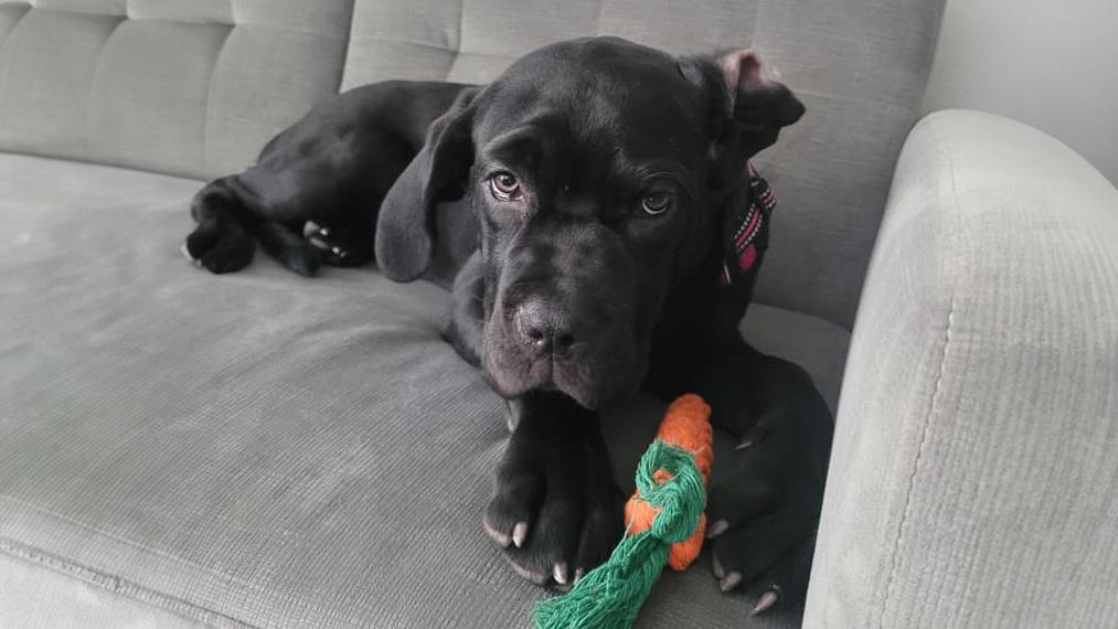 a cute labrador resting on a couch