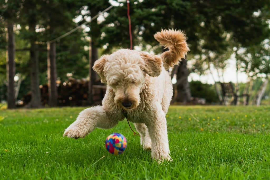 A dog playing with a ball