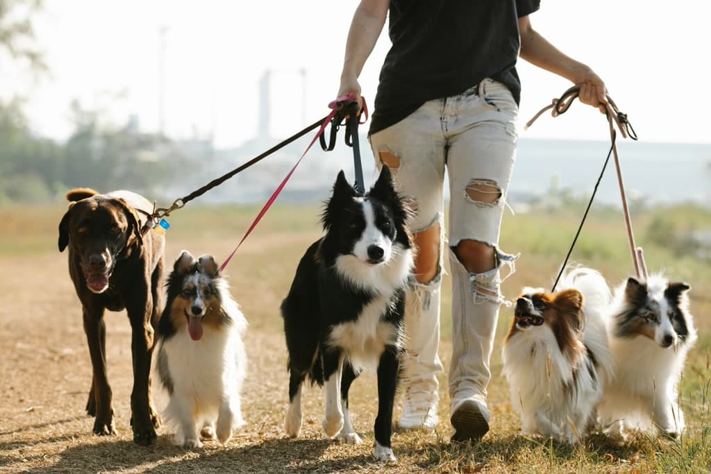 A person walking five dogs