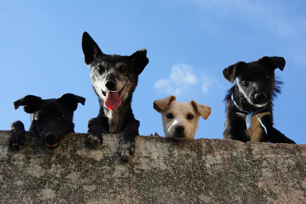 Dogs looking down from a stone wall into the camera